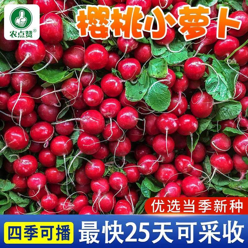 樱桃萝卜种子 水果甜脆红萝卜 种籽四季阳台盆栽早熟