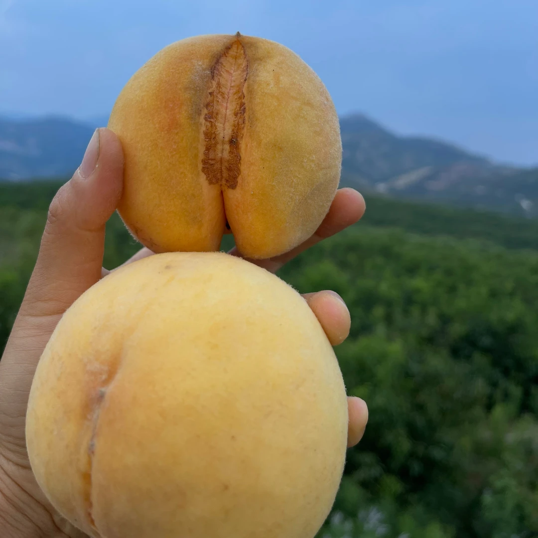 粉丝福利脆桃丑桃干疤【介意慎拍！！】净重4.5斤重