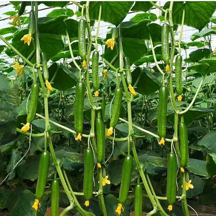 脆甜水果黄瓜种子新品种无刺荷兰小黄瓜种籽四季庭院水果种子