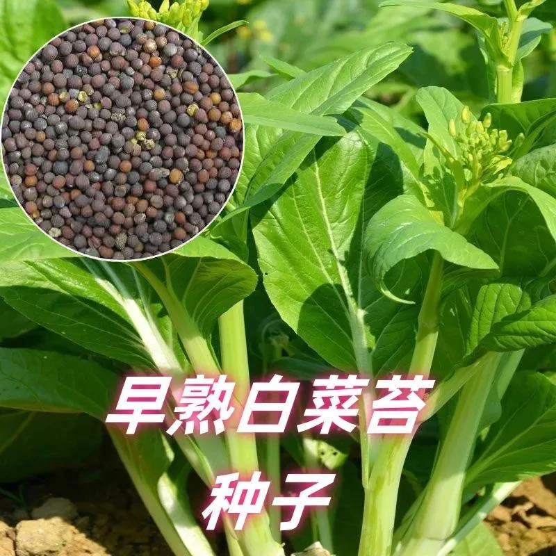 四季早熟白菜苔种子奶油白菜苔种籽可多次采收四季白菜苔
