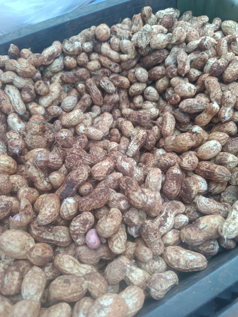 云南农家自种花生