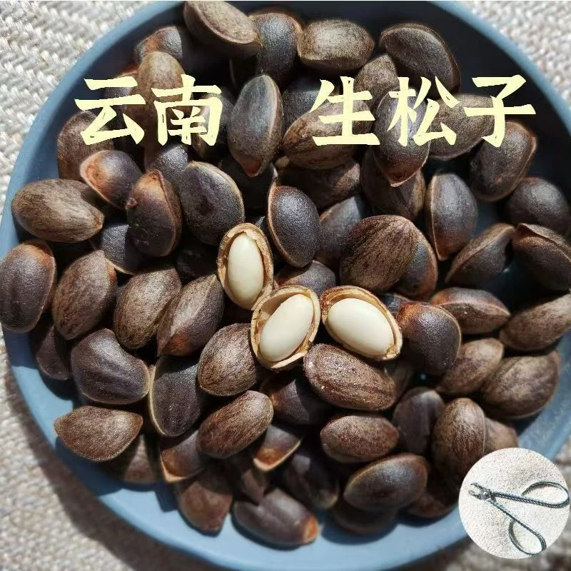 云南落水松纯野生松坚果云南土特产云南华松生松