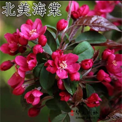 海棠树西府垂丝北美海棠花苗盆栽花卉阳台庭院种绿化苗成活种植