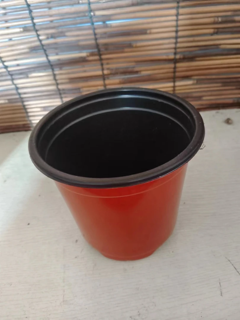 新疆西藏君子兰直播链接看好下单