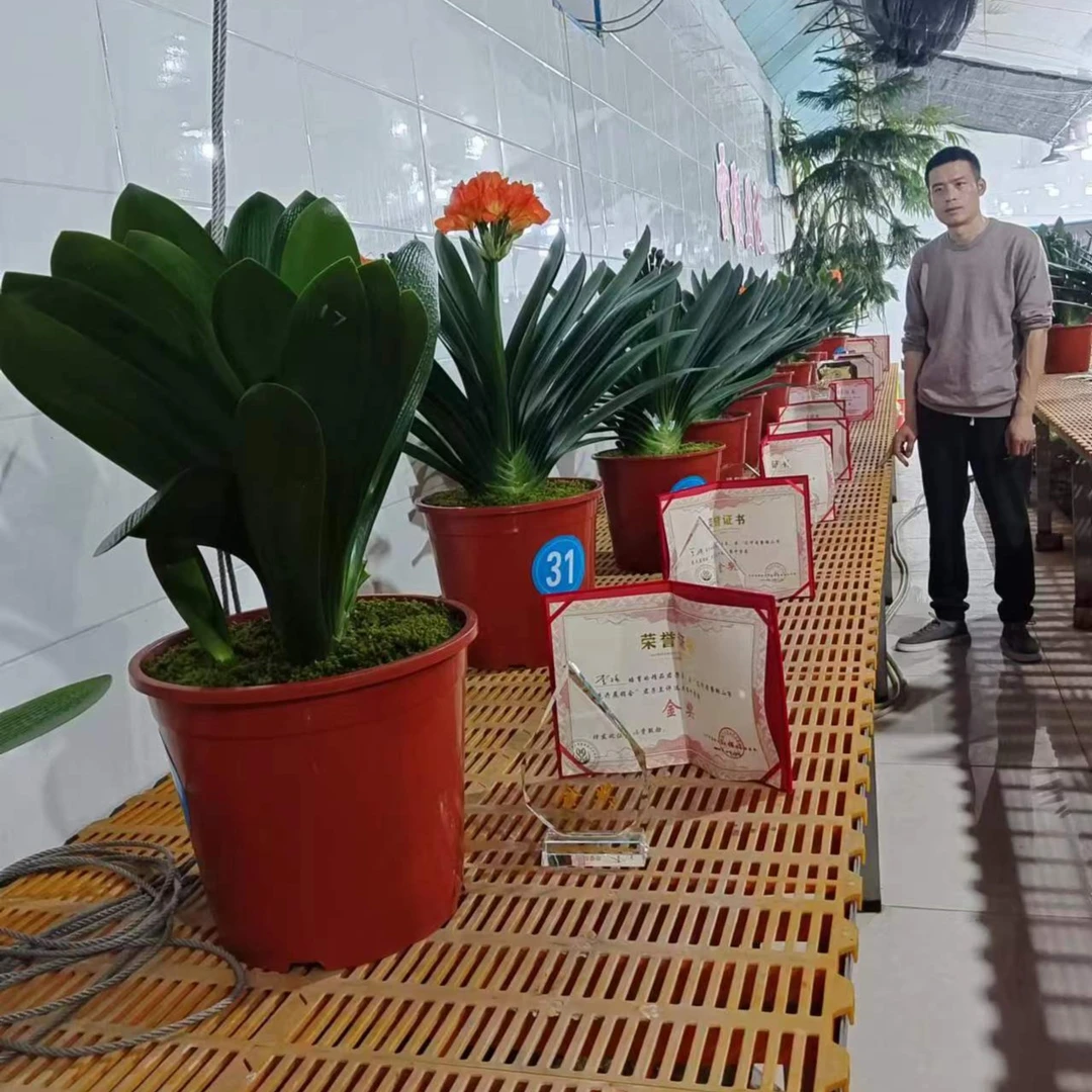 直播用花卉园艺君子兰全品系绿植盆栽植物以直播间为准基地直发兰