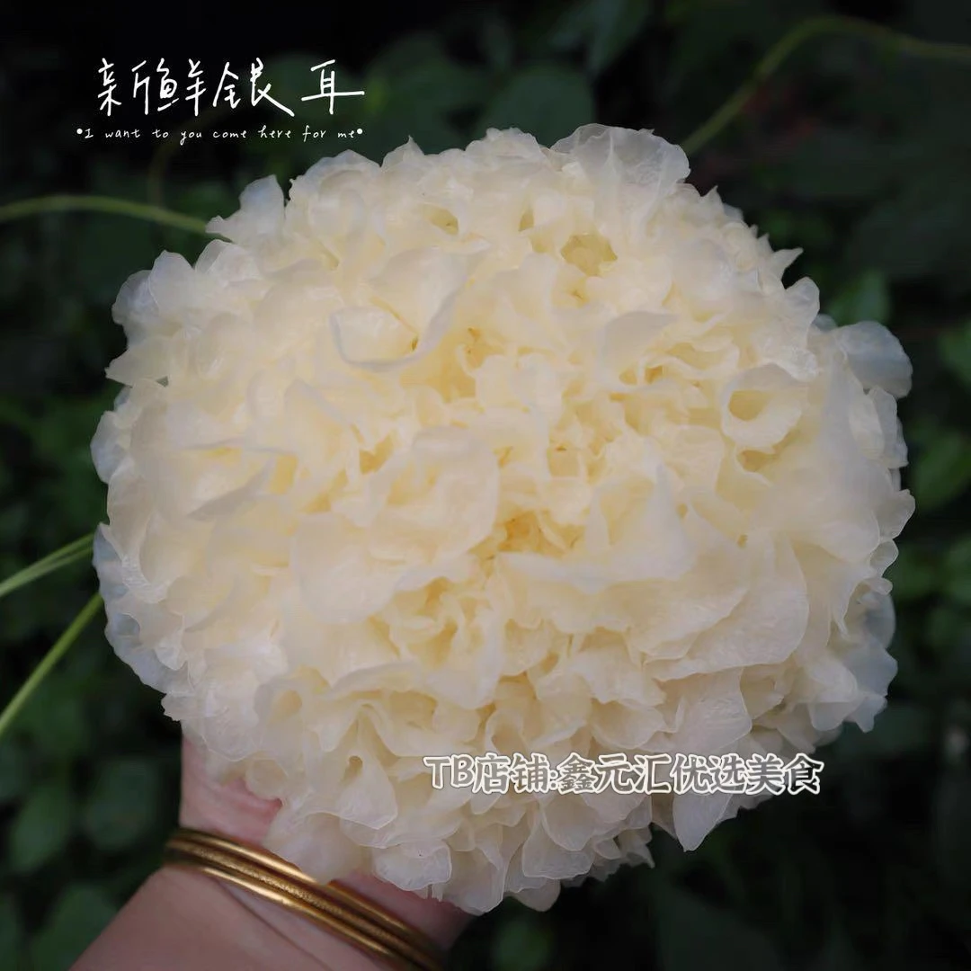 古田新鲜银耳6朵盒装高山活鲜白木耳糯丑雪耳非干货银耳莲子羹