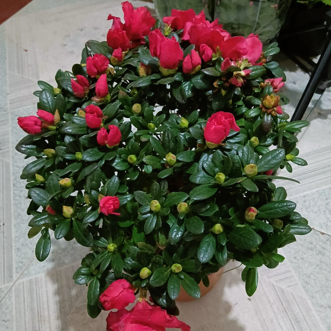 老盆老土杜鹃花带花苞