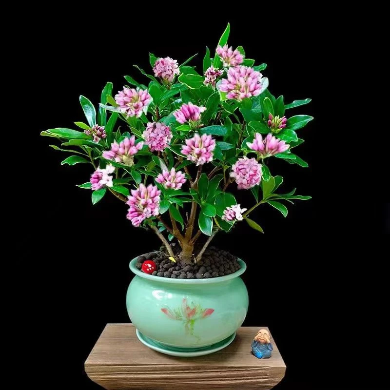 金边瑞香耐寒四季常青开花浓香盆栽