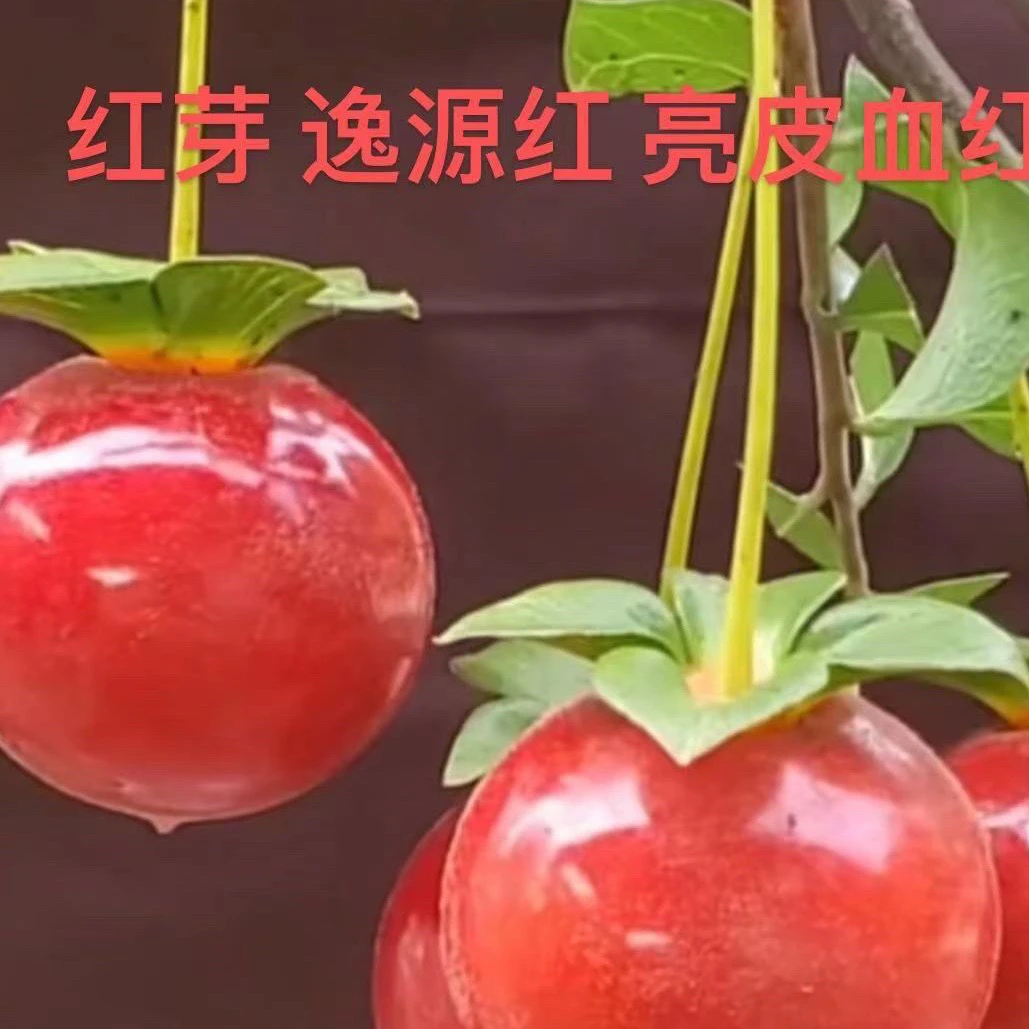 金弹子盆景逸元红根艺