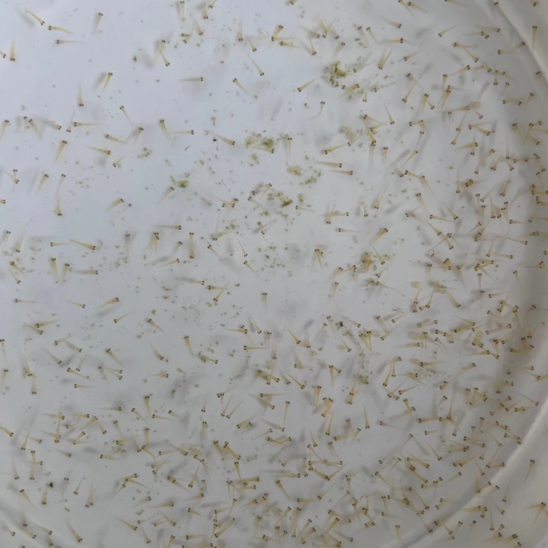 锦鲤水花，保证血统，成活率高放心购买，包损包邮，新疆不包邮