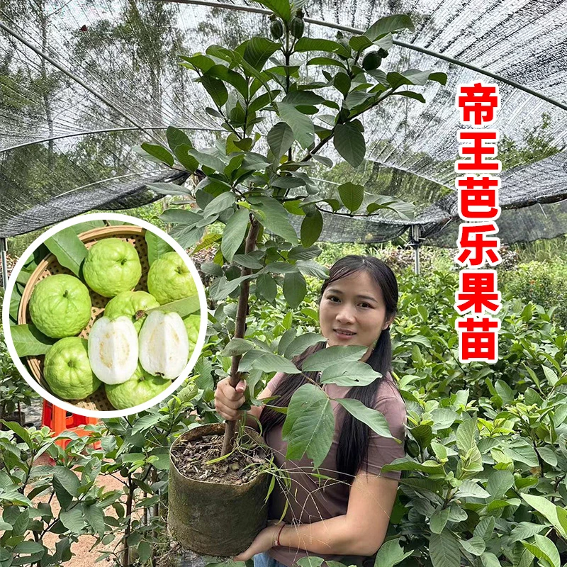 帝王芭乐果苗，嫁接树苗，带土带叶发货