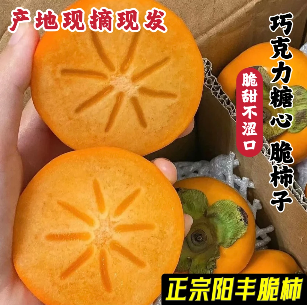 （直接吃不涩口）巧克力脆柿子甜柿子阳丰脆柿纯甜无酸2.5-5斤