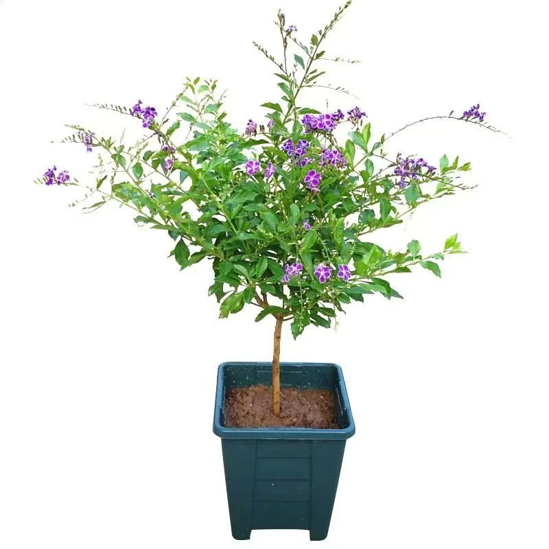 【十一福利】巧克力【金露花】喜阳耐热懒人盆栽棒棒糖露天【四季开花】