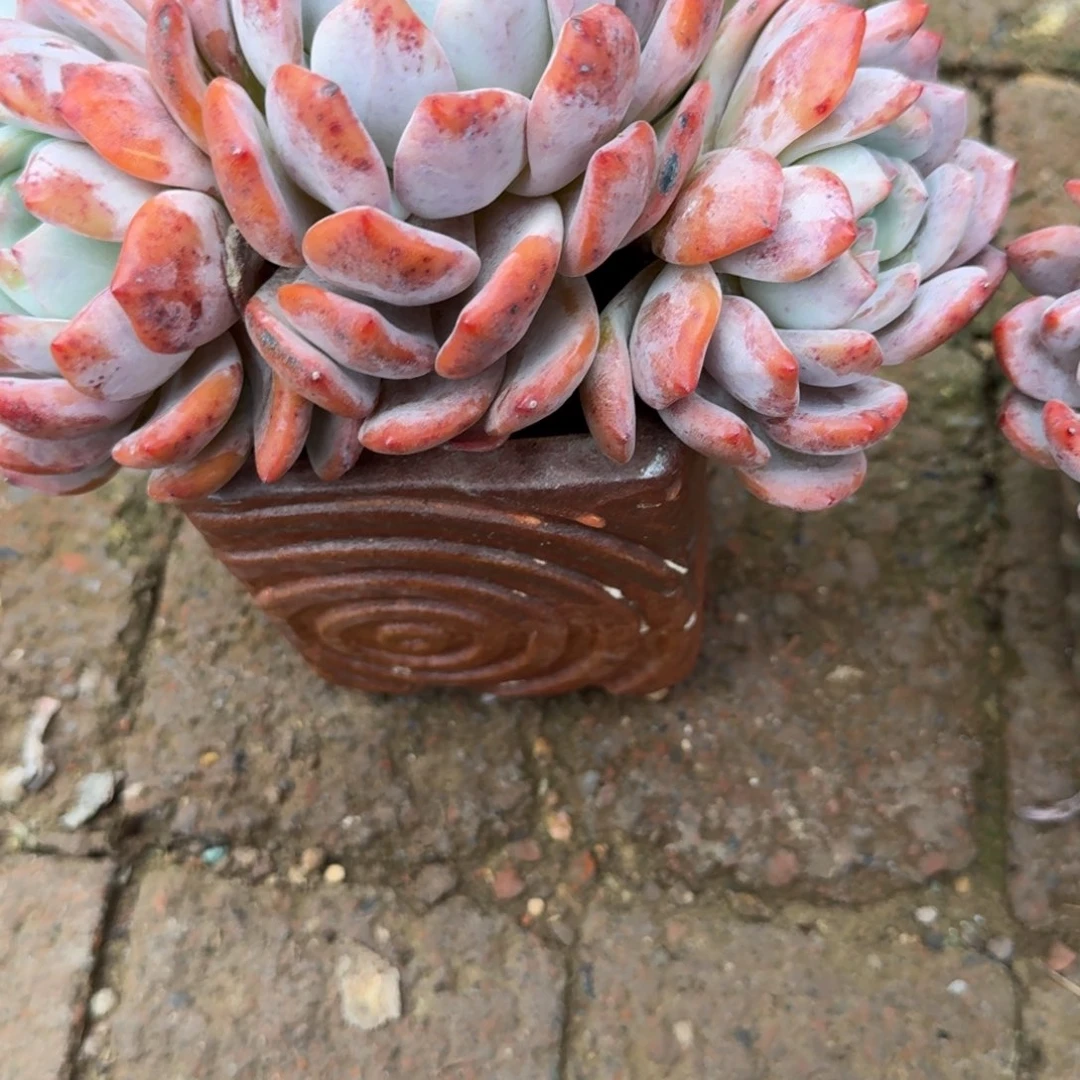 萧*带盆一个，单独发，专拍链接