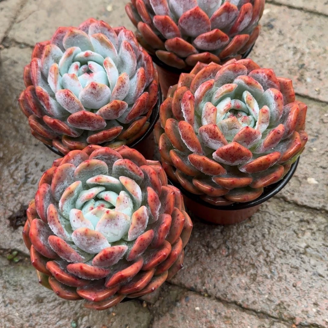 一****心4颗一组，特价组合