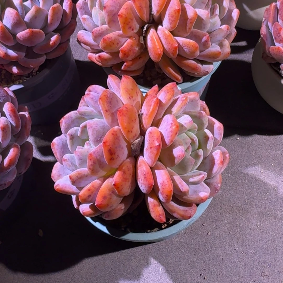 雨**雨老双头橙子，专拍链接