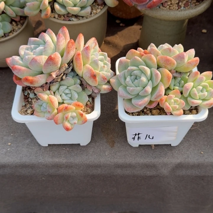 F***儿两个冰玉专拍链接。