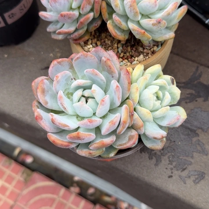 陈*两个橙子，专拍链接