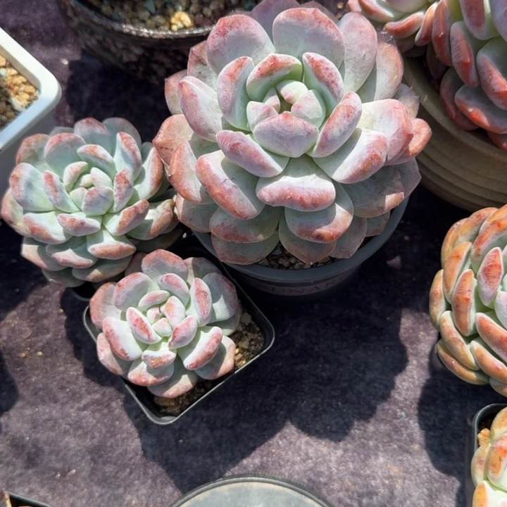 投**剑三颗石化，专拍链接。