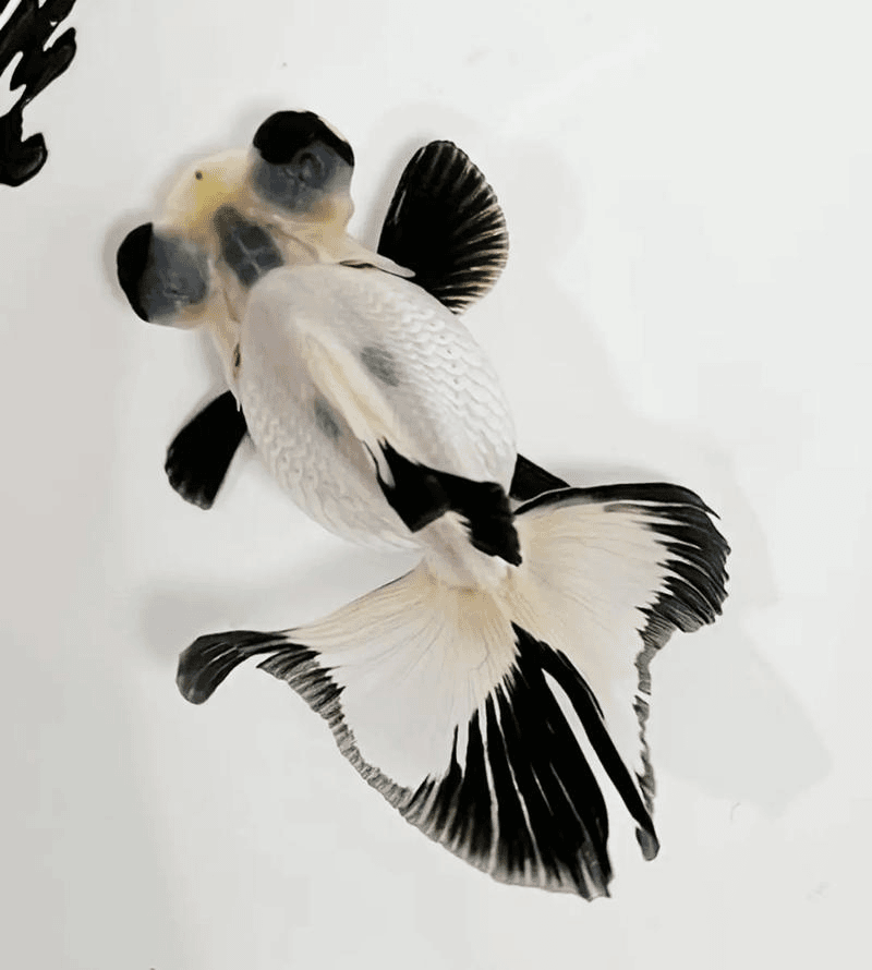 熊猫蝶6-7公分左右冷水淡水鱼（4条）