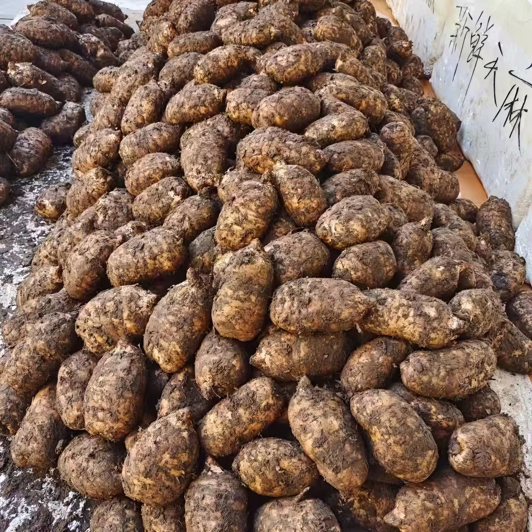 正宗昭通新鲜乌天麻高山老品种三年采挖现挖现发产地直发煲汤泡酒