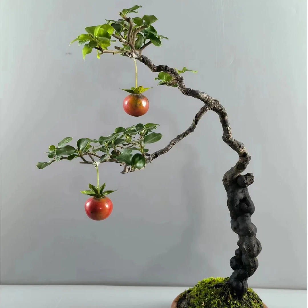 家村春金弹子微型盆景此图为非卖品仅作为拍品链接