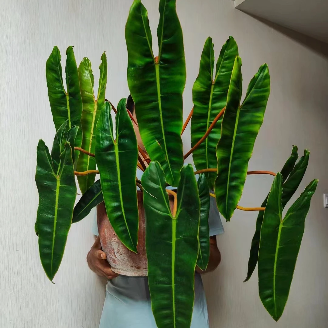 橙柄蔓绿绒热带观叶植物天南星科室内客厅阳台盆栽居家