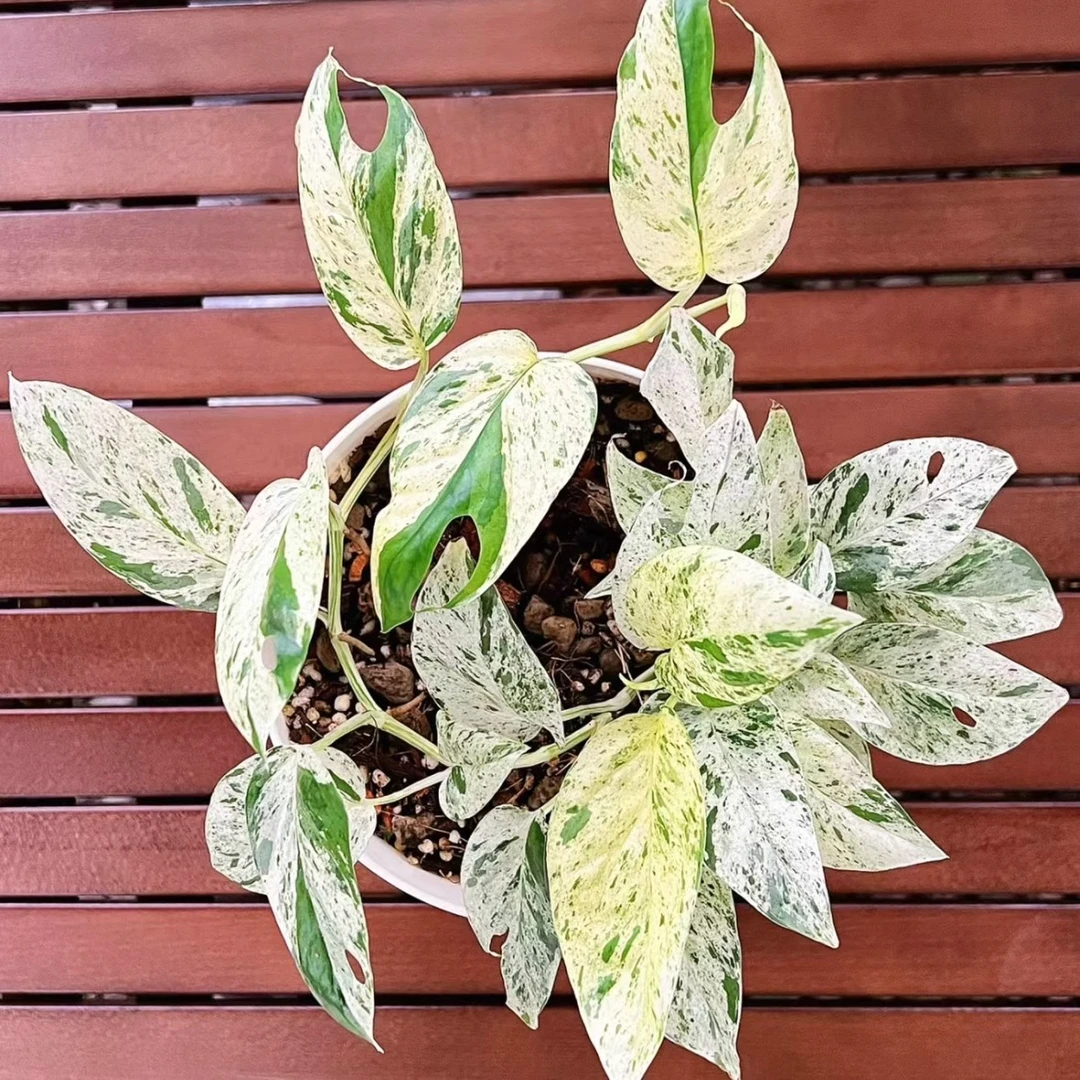 薄荷麒麟尾白锦麒麟尾攀爬垂吊桌面阳台室内网红绿植物盆栽耐阴