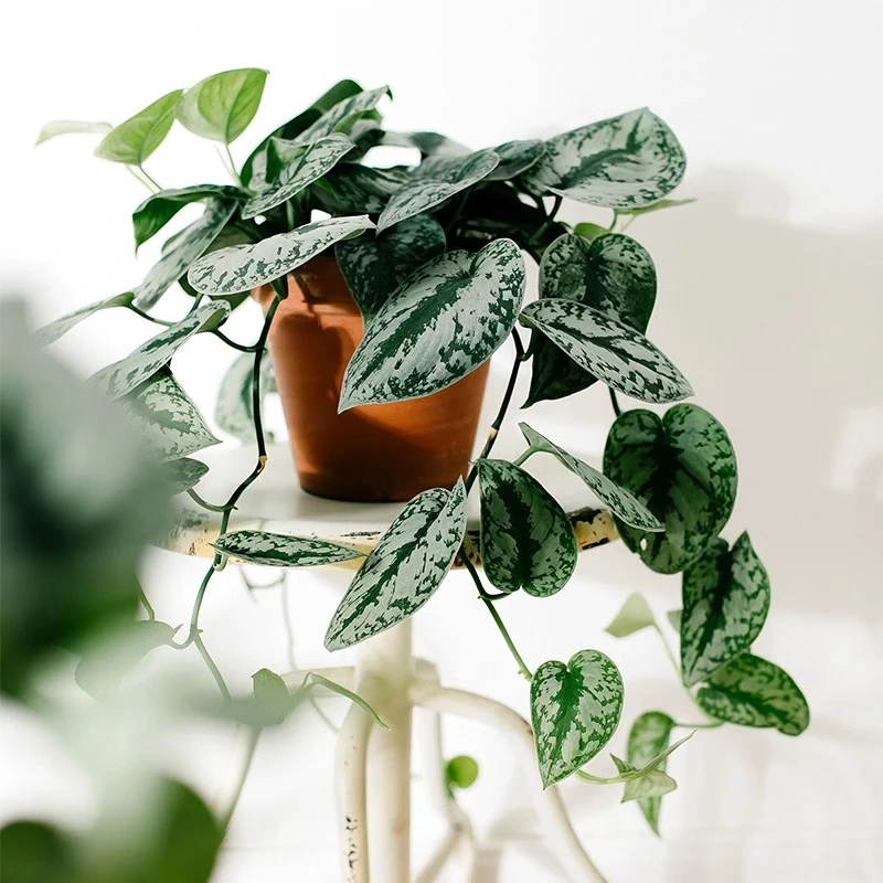 小叶银斑葛长藤垂吊爬藤植物室内好养耐阴净化空气盆栽