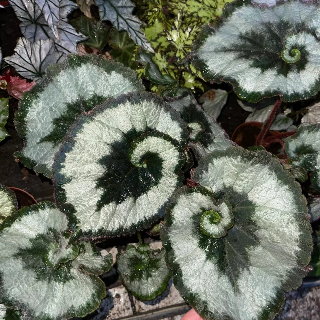 白蜗牛蟆叶秋海棠 室内网红盆栽