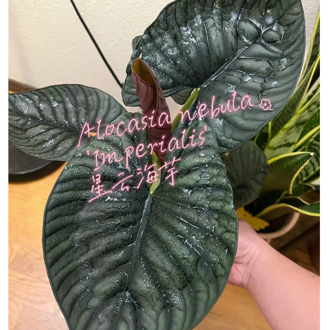 星云海芋北欧风盆栽室内阳台植物绿植易活多年生网红植物