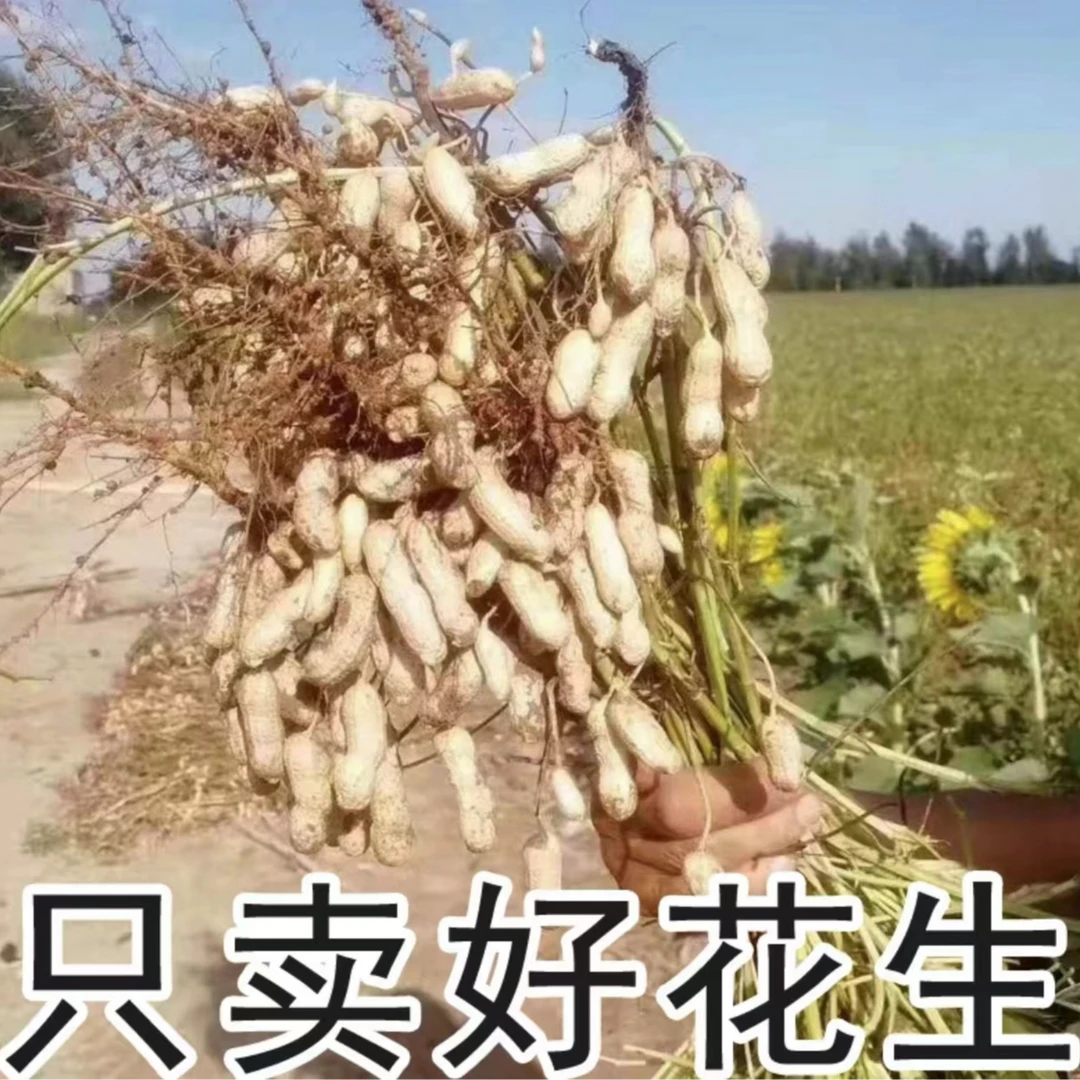 【向夫人】湘西农家带壳红皮花生 自晒带壳花生红皮花生