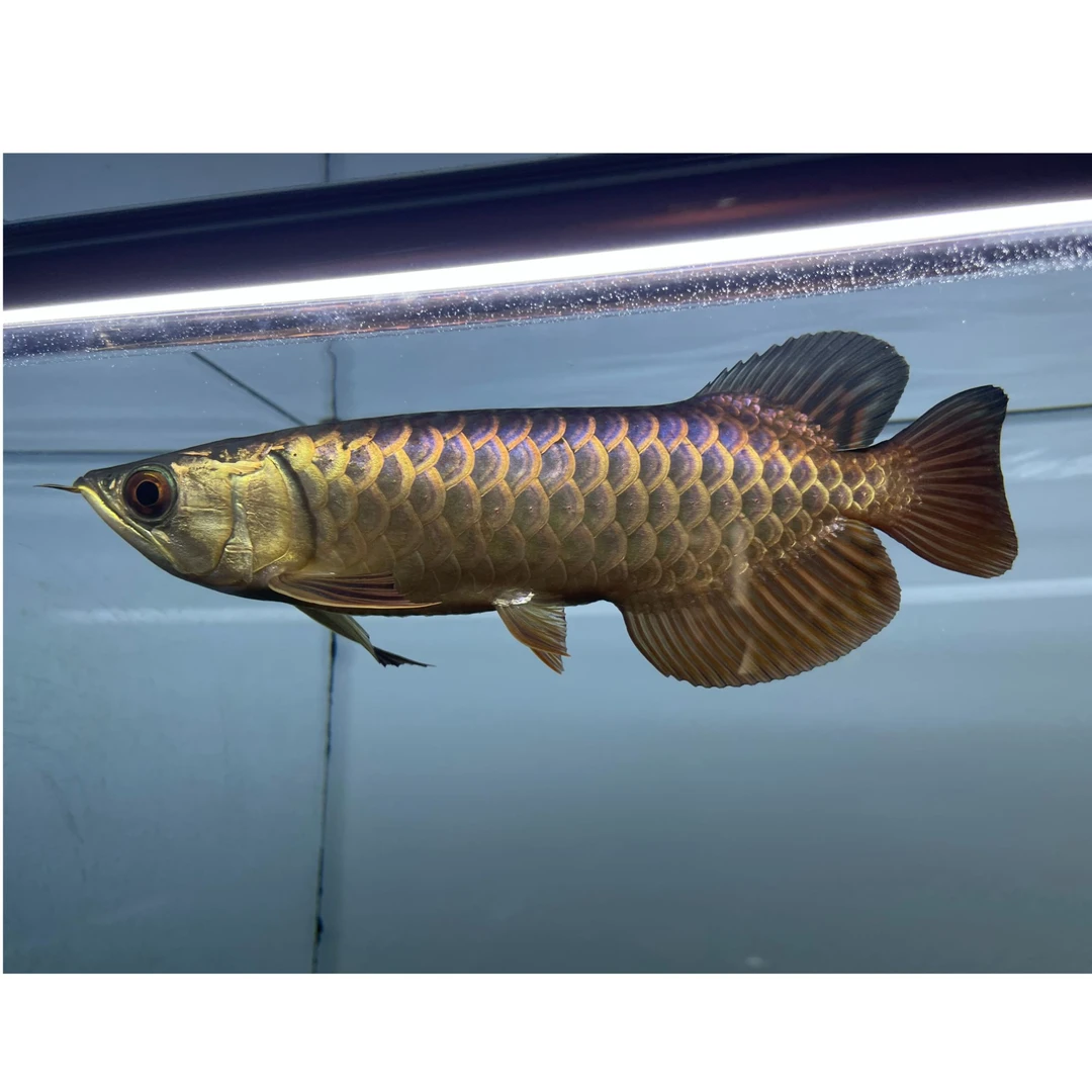 马来西亚武吉美拉金龙鱼饲养混养发货纯种活体水族