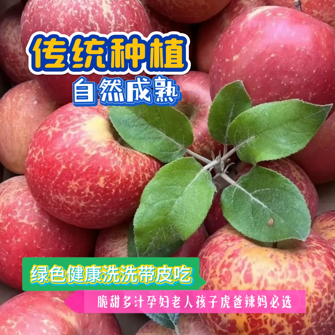 云南昭通正宗高原冰糖心丑苹果新鲜2001早富士脆甜多汁新鲜采摘