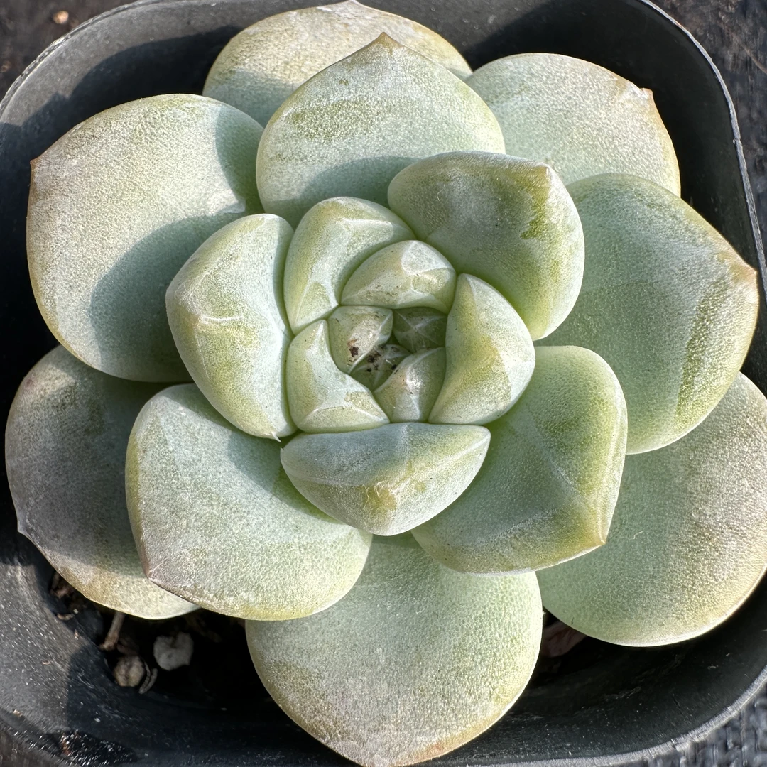 随机多肉五颗偏远地区新疆西藏内蒙甘肃宁夏青海等默认发顺丰到付