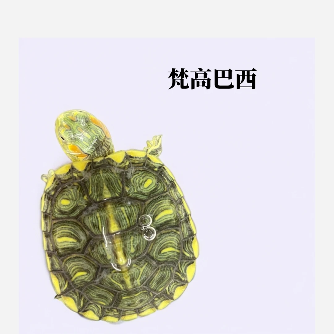 变异巴西龟梵高品种观赏龟招财龟人工活物活体