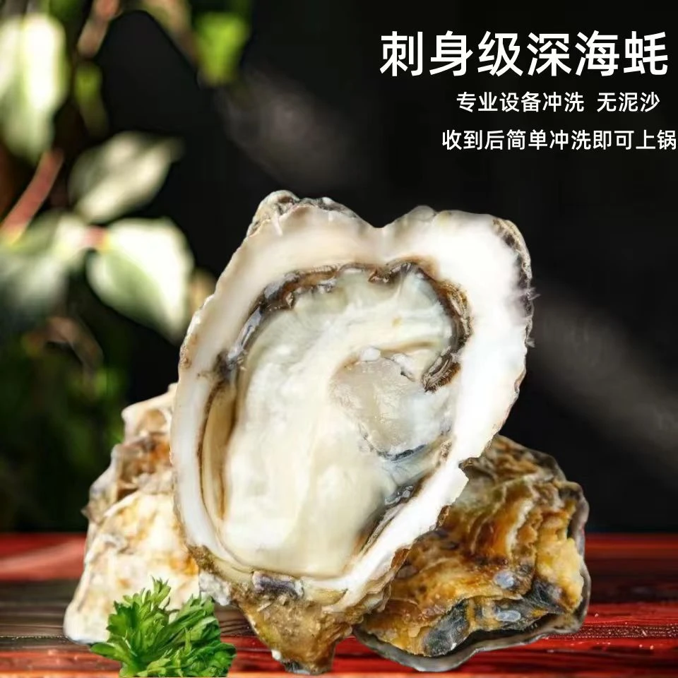【带箱五斤单个3两以上】鲜活生蚝 源产地现捞直发包肥包鲜冷链发货