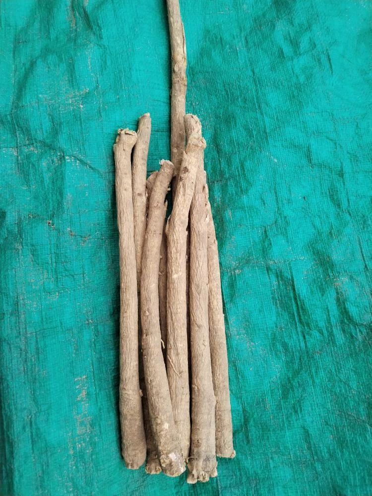 甘肃岷县手选黄芪条北芪条