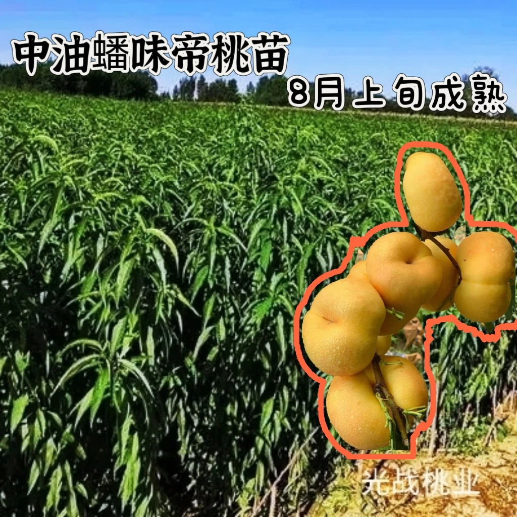 中油蟠味帝桃苗桃树苗果树