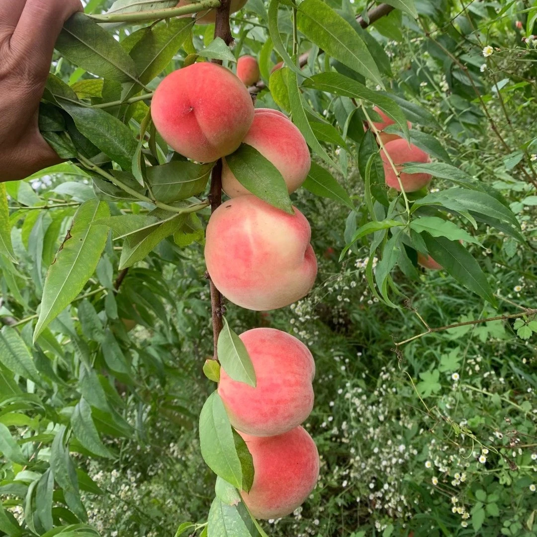 抗蚜3号果树苗桃苗，6月中下旬旬成熟，脆甜不软颜色好看抗蚜虫