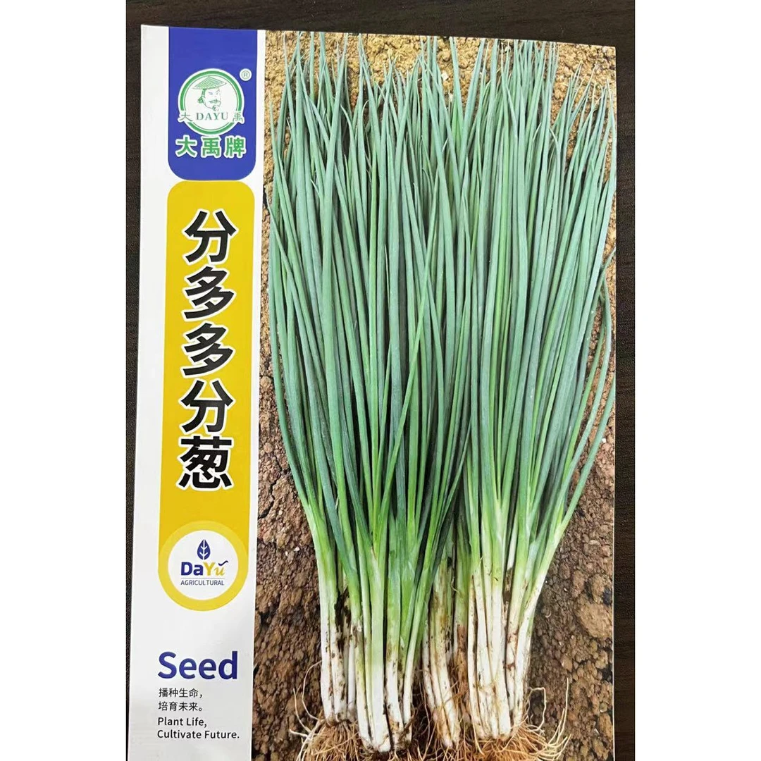 分多多分葱种子（四季种植）