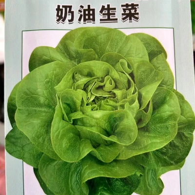【生菜种子】奶油生菜籽易种植可盆栽生吃蔬菜种子