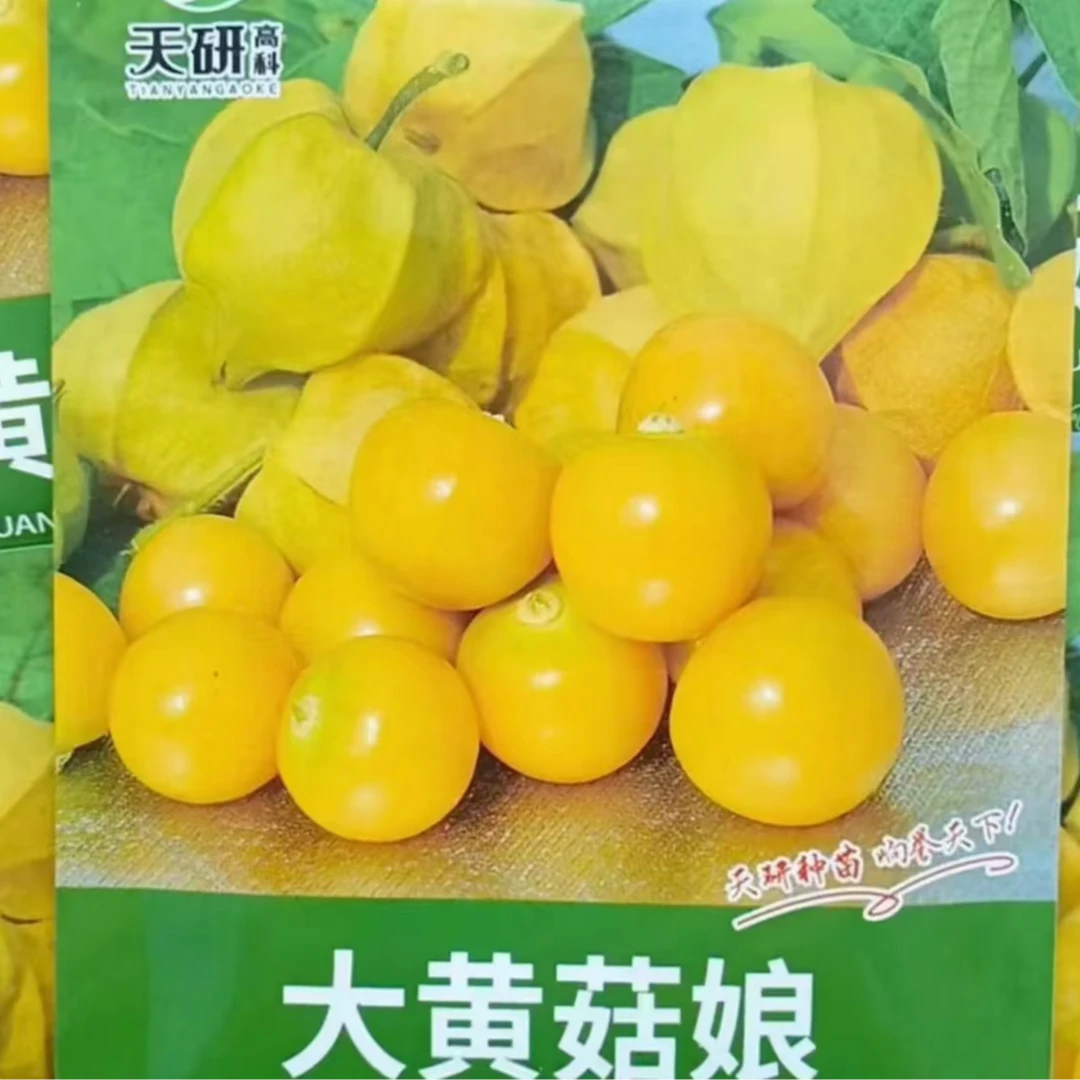 大黄菇娘种籽皮薄脆甜菇娘籽