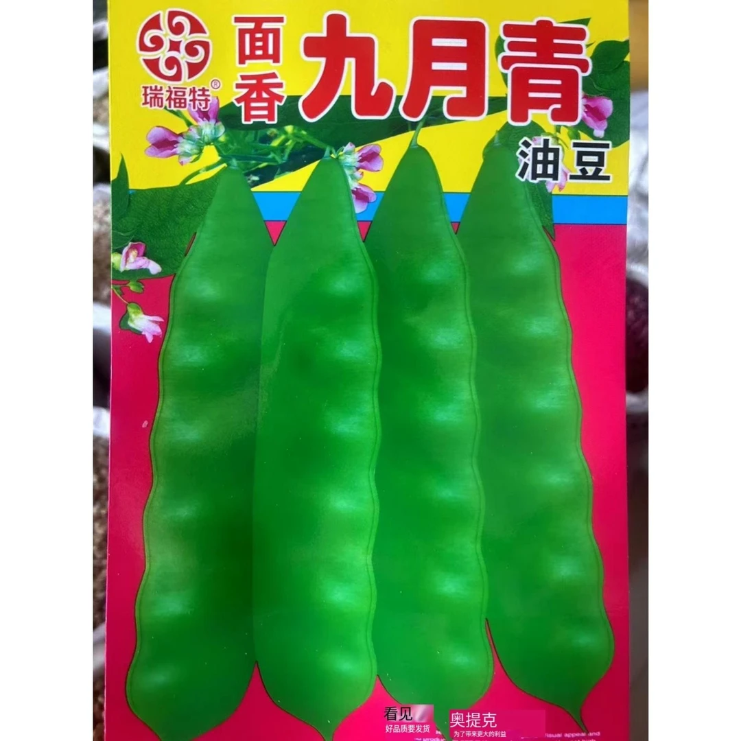 【豆角种子】早熟东北油豆角籽正宗无筋无柴九月青豆角东北油豆角