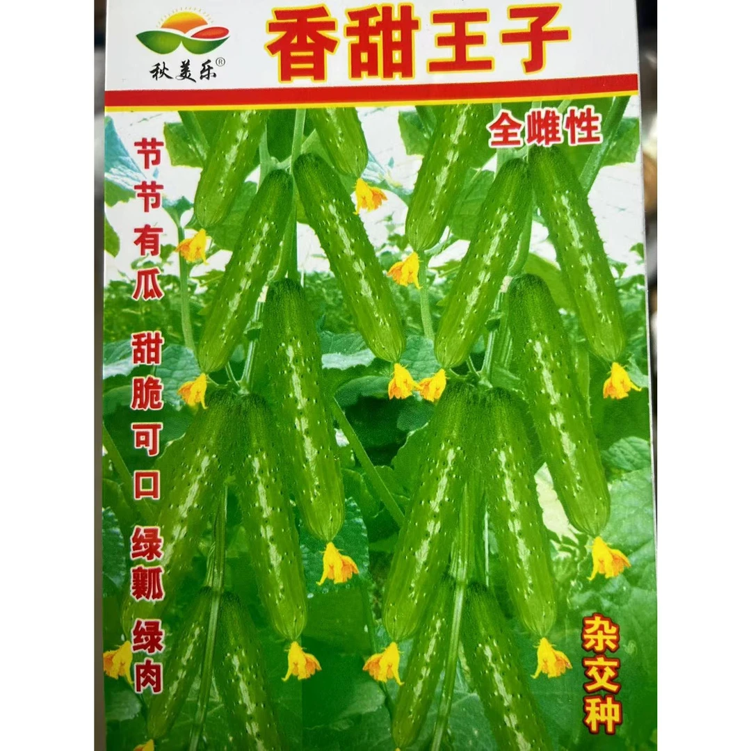 香甜王子全雌黄瓜种籽