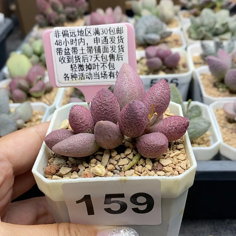 【闪购商品】159腹部