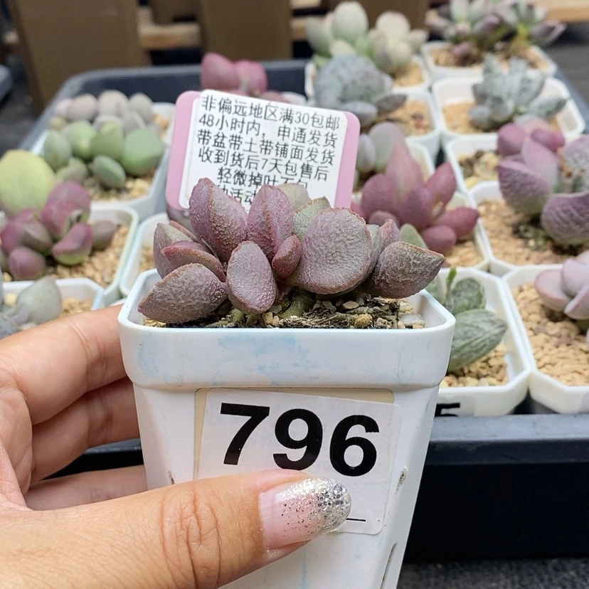 【闪购商品】796妖姬