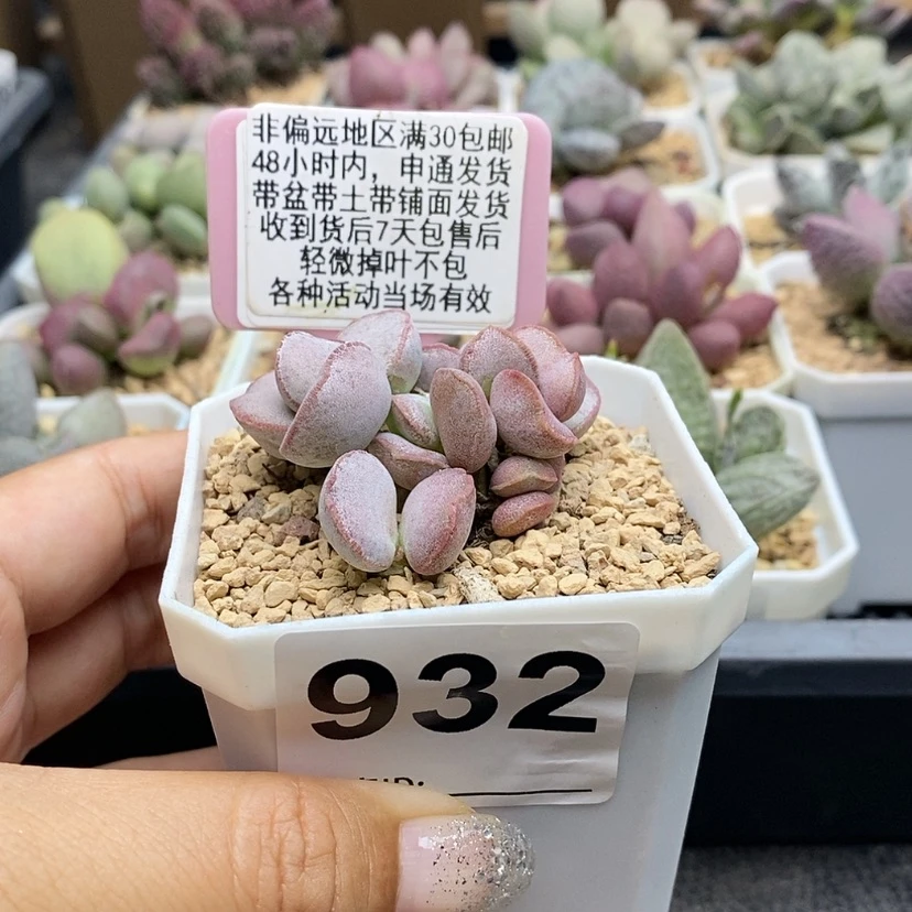 【闪购商品】932红边白蛋