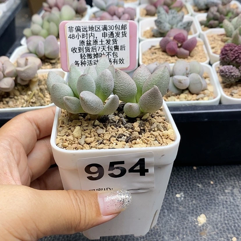 【闪购商品】954白糖豆多肉
