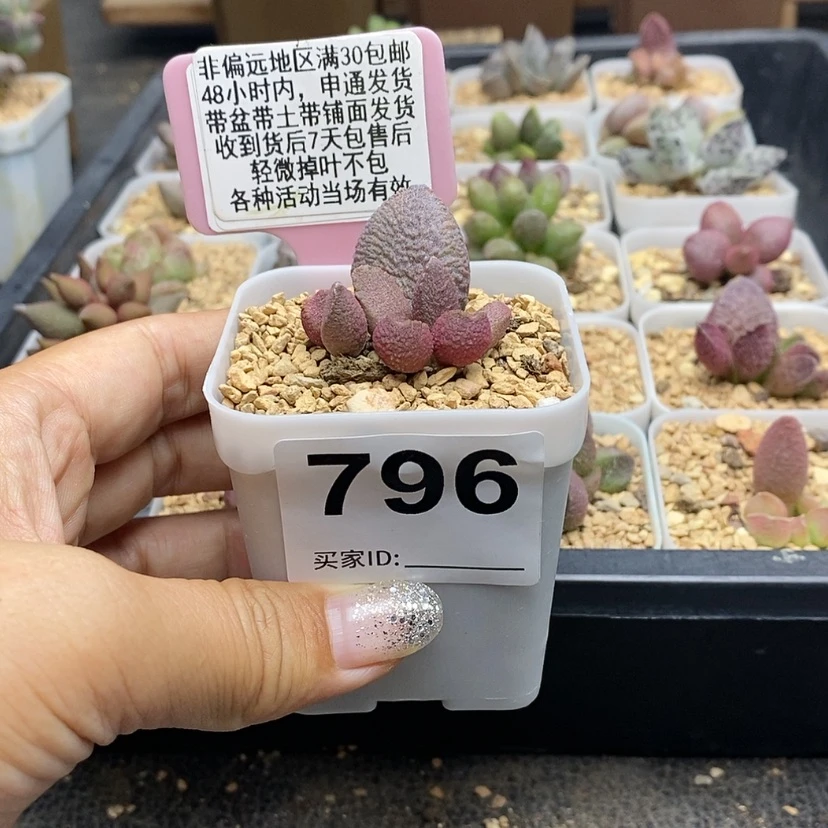 【闪购商品】796月熙